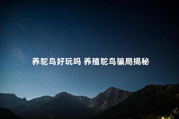 养鸵鸟好玩吗 养殖鸵鸟骗局揭秘